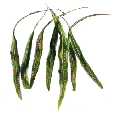 男人喝茶也能壮阳吗 推荐8款壮阳茶