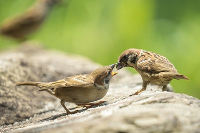 麻雀补肾能壮阳吗 分享麻雀补肾壮阳食疗方